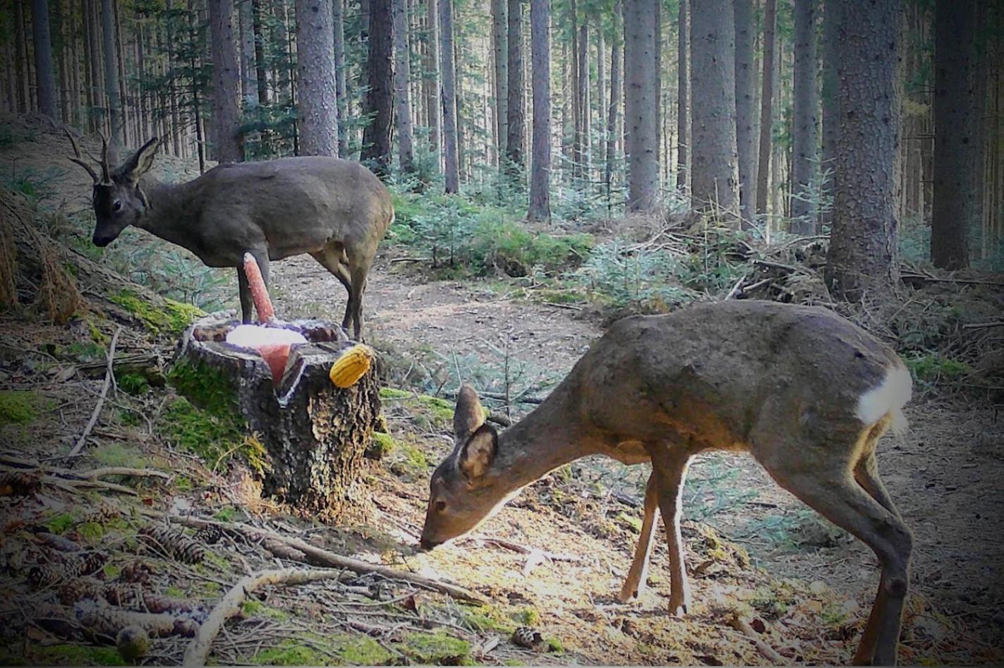 Ferienwohnung Kochs Beeren Oberfresen Luaran gambar