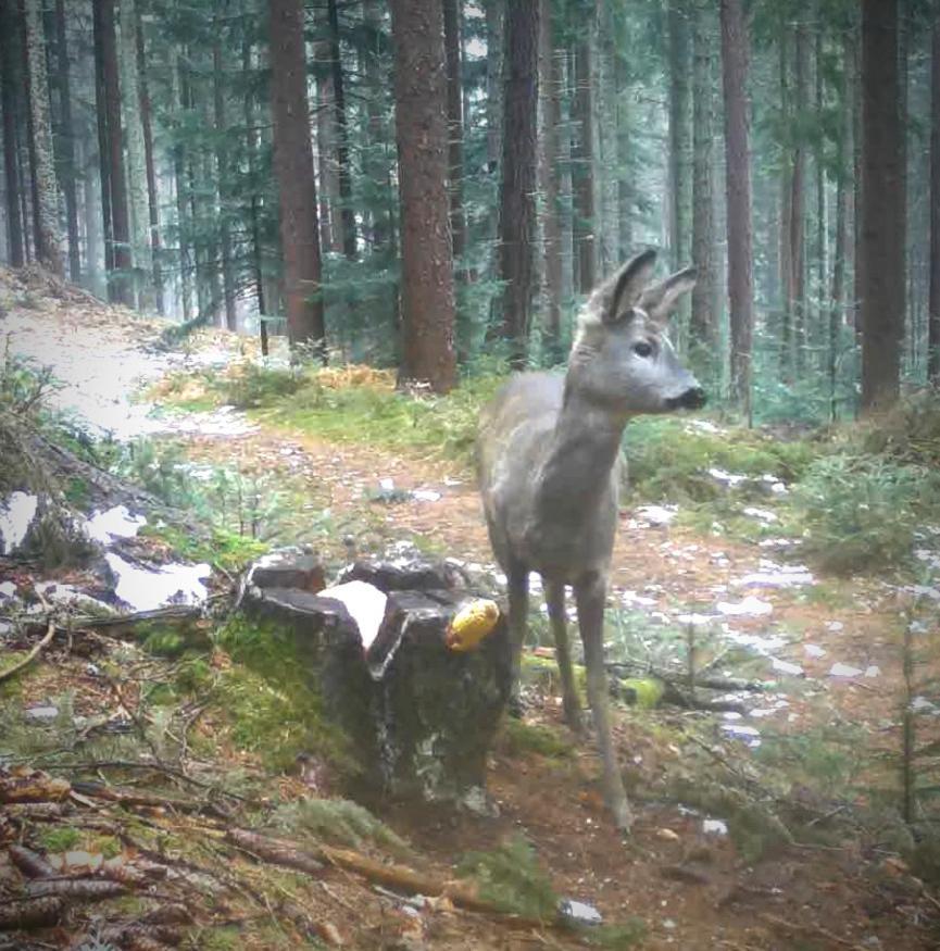 Ferienwohnung Kochs Beeren Oberfresen Luaran gambar